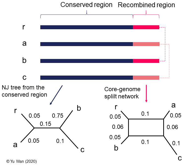 A core-genome split network